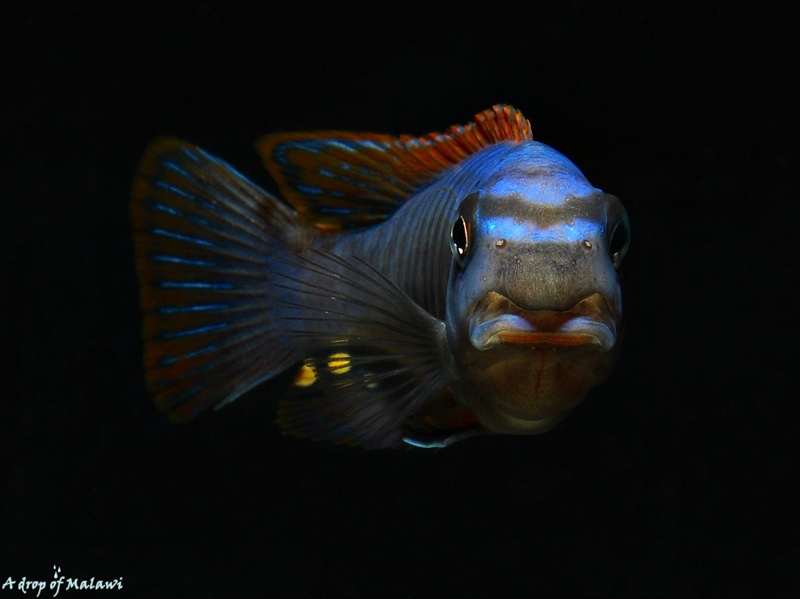 Labeotropheus trewavasae 'Thumbi West Island'